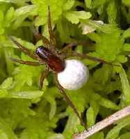 spider with eggs