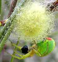 green spider