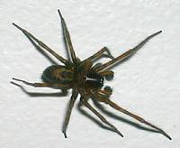 floor spider